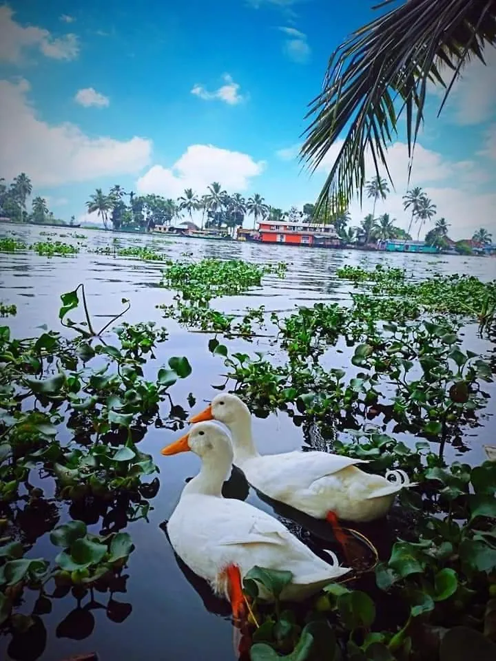 Bed & Breakfast The Lake Paradise Boutique Resort Alappuzha