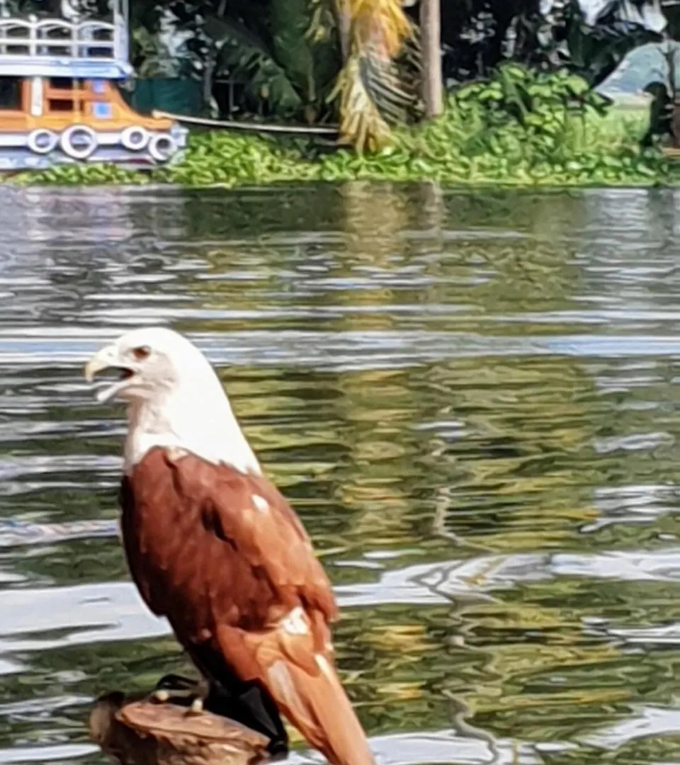 Bed & Breakfast The Lake Paradise Boutique Resort Alappuzha Indie